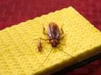 On the left a german roach, and on the right is an american roach. Notice the size difference!