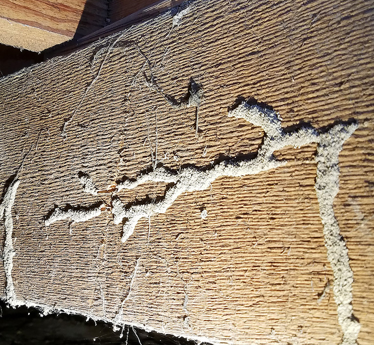 Subterranean Termites