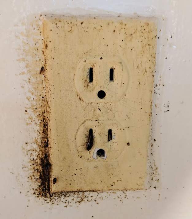 cockroaches fecal electrical spotting outlet roaches rid living omega