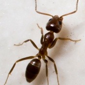 How to get rid of ants! How to get rid of ants!