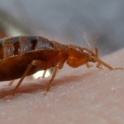 How to get rid of Bed Bugs! How to get rid of Bed Bugs!