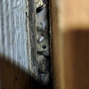 How to get rid of Rats and Mice! How to get rid of Rats and Mice!