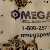 How to get rid of Cockroaches! How to get rid of Cockroaches!