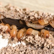 How to get rid of Termites! How to get rid of Termites!
