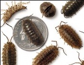 Omega Termite Pest Control San Francisco Bay Area