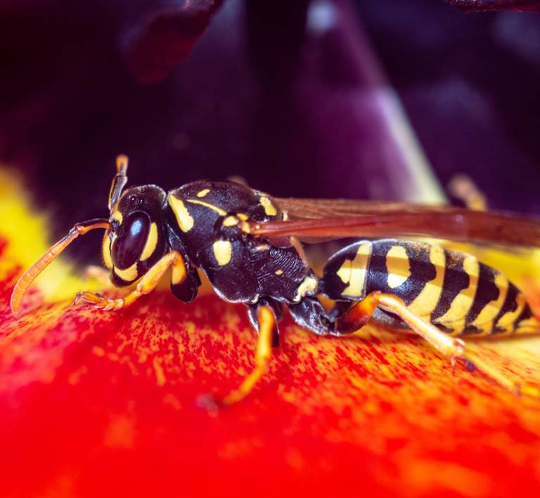 How to get rid of yellowjackets and wasp nests.