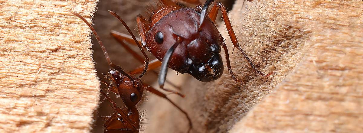 Get rid of ants