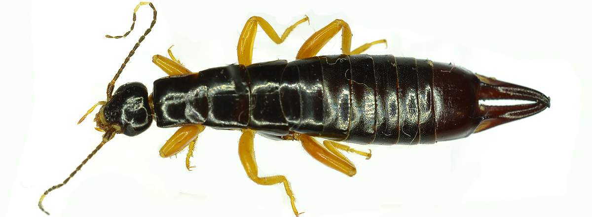 Earwig