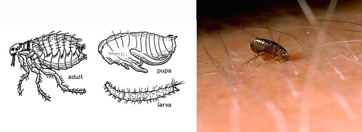 Fleas Fleas