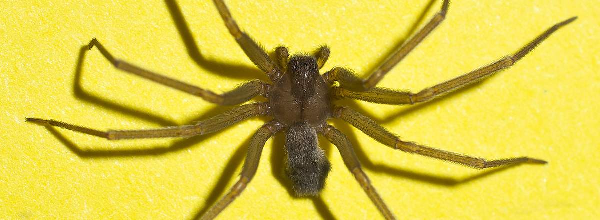 Spiders