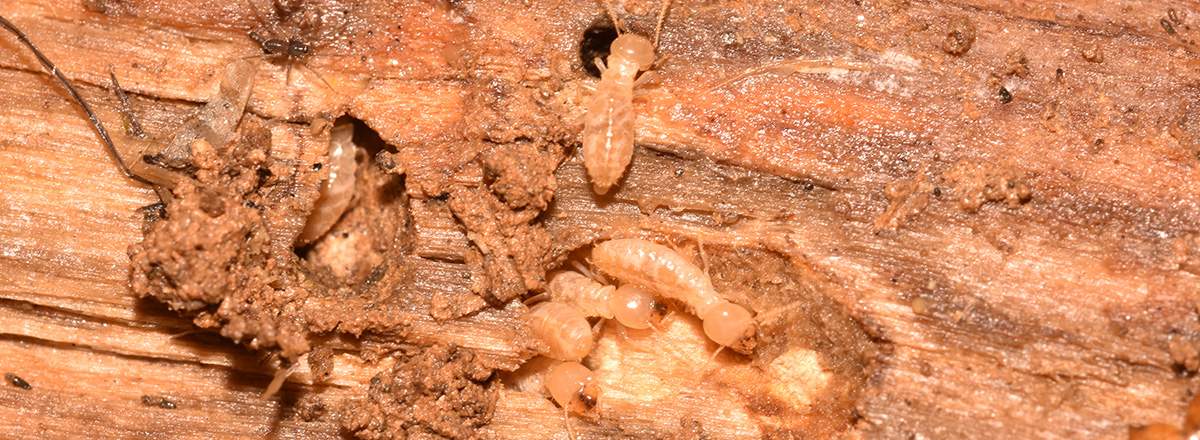 Termites Oakland CA Omega Termite Pest Control