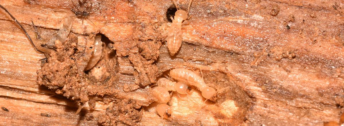 Termites In Wood