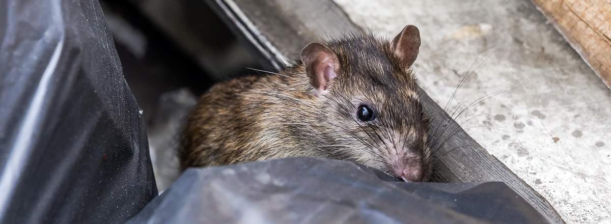 Get rid of rats and mice